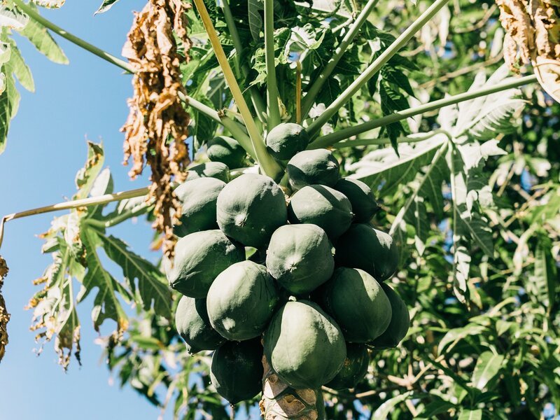 Reife Papaya-Früchte wachsen direkt am Stamm einer Papayapflanze unter blauem Himmel.   