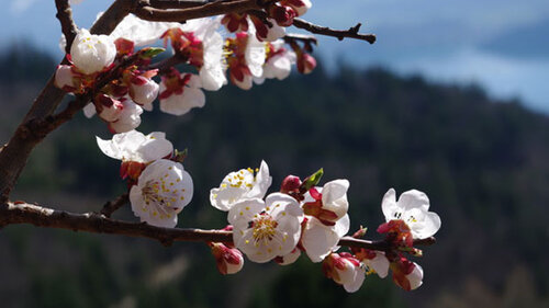 Kirschblüten