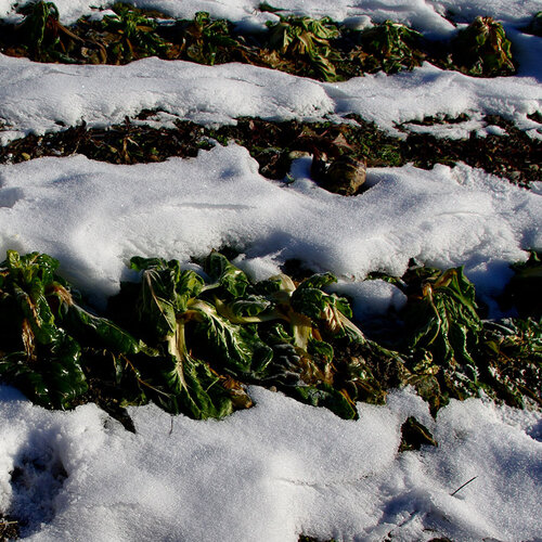 Schnee