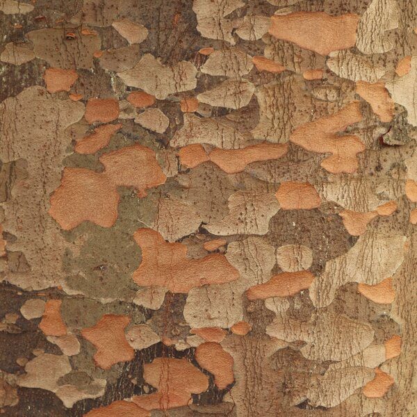 Detailaufnahme einer rauen, strukturierten Baumrinde mit Braun- und Orangetönen.