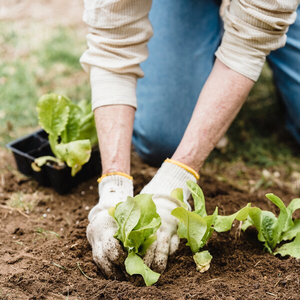 Nahaufnahme von Gärtnerhänden in Handschuhen, die einen kleinen Salatsetzling in feuchte Beeterde pflanzen.