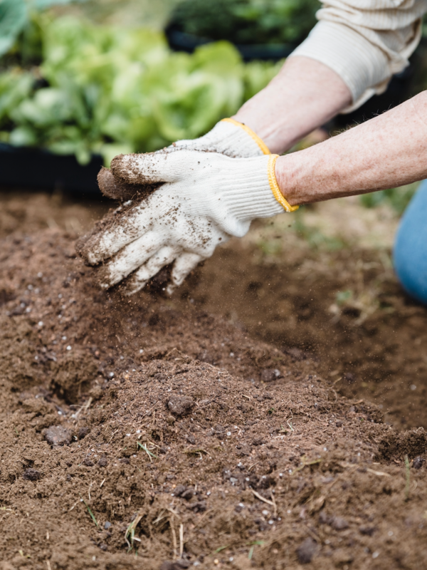 Behandschuhte Hände verfeinern dunkle Erde im Gartenbeet.