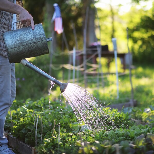 Eine Person gießt mit einer Gießkanne die Beete in einem sonnigen Garten.