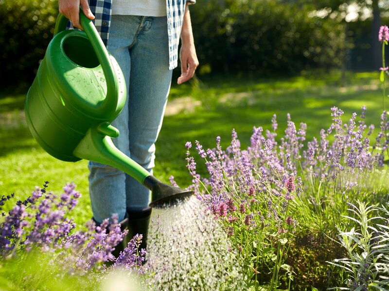 Eine Gärtnerin gießt blühende Beete im Garten mit einer grünen Gießkanne.