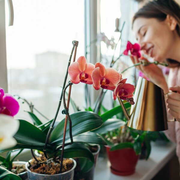Eine Frau riecht erfreut an blühenden Orchideen auf der Fensterbank.
