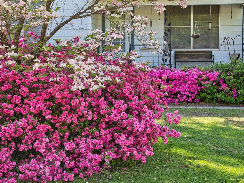 Ein blühender, pinkfarbener Azaleenstrauch steht in voller Blüte direkt vor einer hellen Hauswand im Garten.