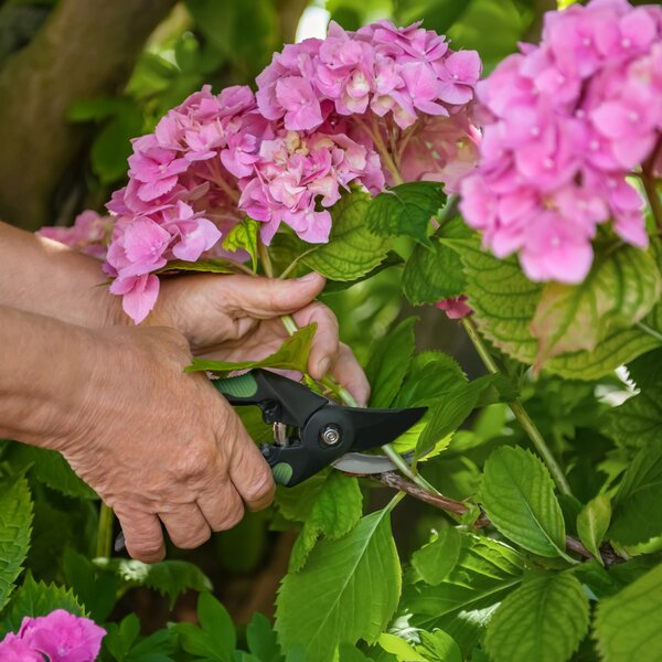 Eine Hand schneidet rosa Hortensienblüten sorgfältig mit einer Gartenschere ab.