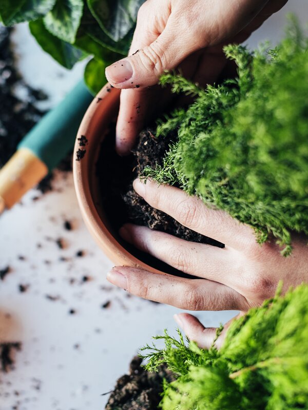 Hände setzen eine kleine Pflanze in frische Gartenerde.