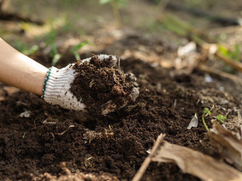 Eine Hand mit weißem Gartenhandschuh hält eine Handvoll dunkle, nährstoffreiche Beeterde.