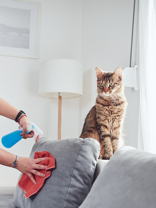 Eine Person reinigt ein Sofa, während eine Katze daneben sitzt.