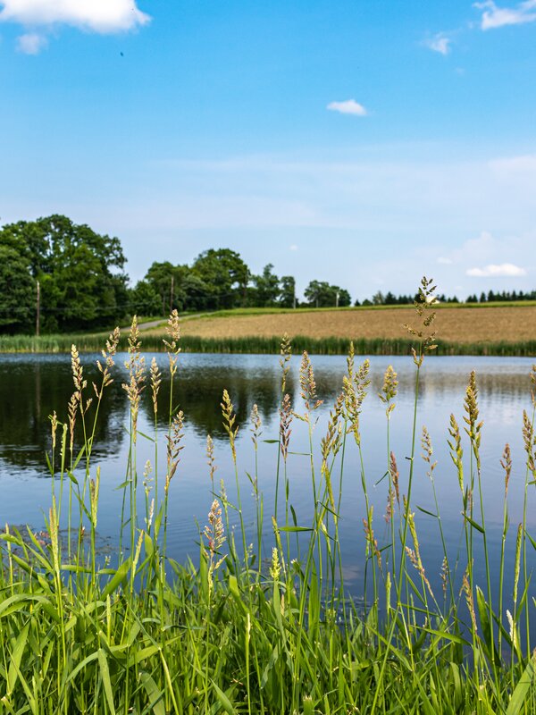 Ruhiges Gewässer mit Schilfufer unter blauem Sommerhimmel.