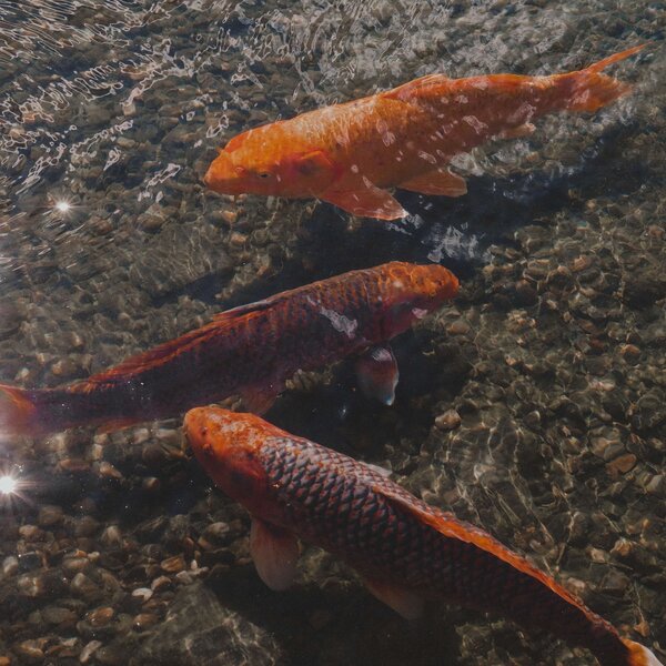 Orangene Koi-Fische schwimmen knapp unter der Wasseroberfläche eines Teiches.