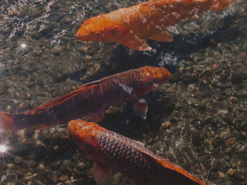 Orangene Koi-Fische schwimmen knapp unter der Wasseroberfläche eines Teiches.