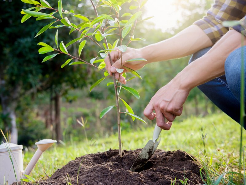 Eine Person pflanzt einen jungen Baum im Garten ein.