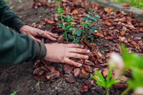 Hände verteilen Pinienrinde sorgfältig als Mulchschicht um eine junge Gartenpflanze.