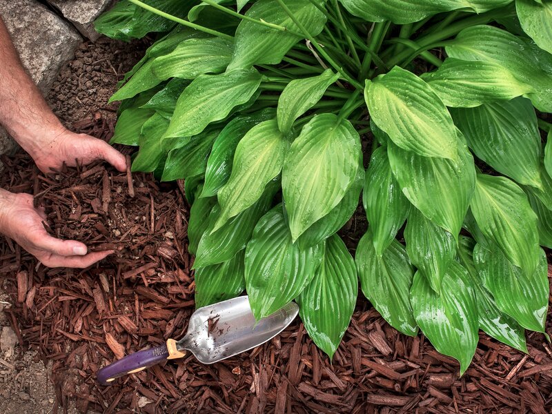 Hände verteilen dunklen Rindenmulch schützend um eine grüne Gartenpflanze.