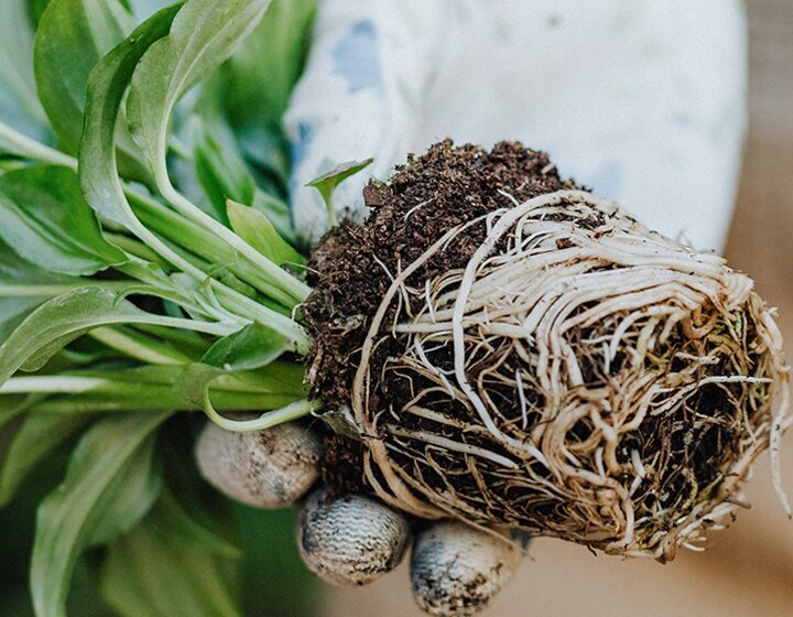 Effective Microorganisms • for home, garden and pond