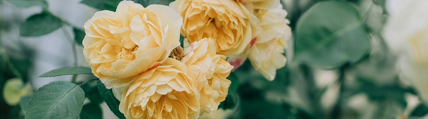 header-image