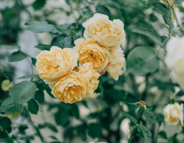 header-image